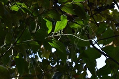 Citharexylum mocinoi