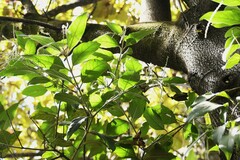 Citharexylum mocinoi