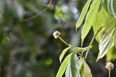 Cornus disciflora