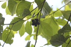 Cornus disciflora