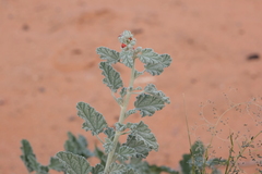 Sphaeralcea parvifolia