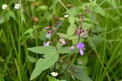 Desmodium pringlei