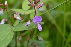 Desmodium pringlei