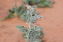 Sphaeralcea parvifolia