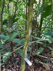 Guarea macrophylla