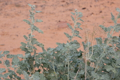 Sphaeralcea parvifolia
