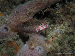 Malacoctenus macropus