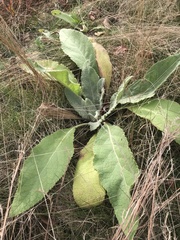 Verbascum phlomoides