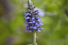 Salvia lavanduloides