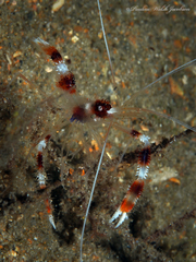 Stenopus hispidus