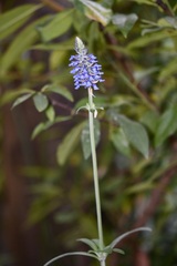 Salvia lavanduloides