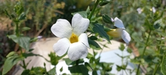 Thunbergia natalensis