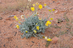 Baileya multiradiata