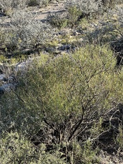 Sidneya tenuifolia