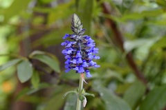 Salvia lavanduloides