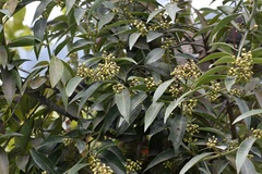 Litsea glaucescens