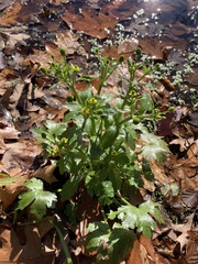 Ranunculus sceleratus