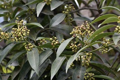Litsea glaucescens