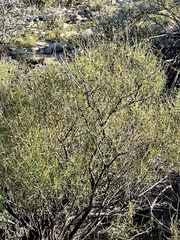 Sidneya tenuifolia