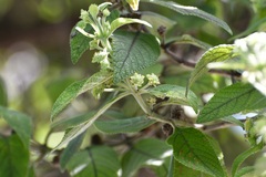 Lippia substrigosa