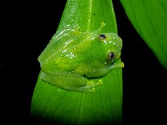 Vitreorana uranoscopa