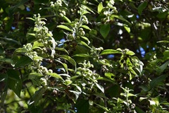 Lippia substrigosa