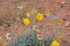 Baileya multiradiata