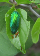 Acmaeodera