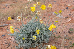 Baileya multiradiata