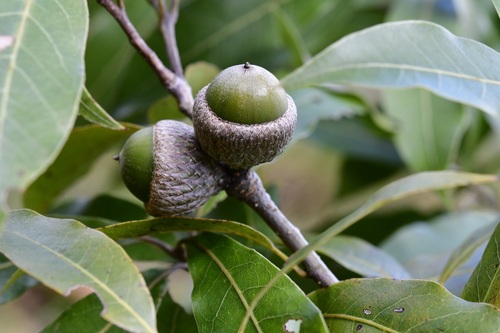 Quercus acatenangensis