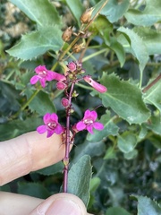 Penstemon clevelandii