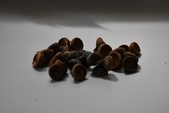 Quercus × dysophylla