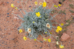 Baileya multiradiata