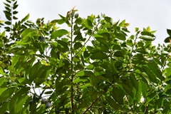 Prunus tuberculata