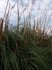 Cortaderia nitida