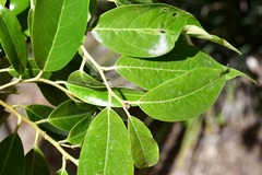 Prunus tuberculata