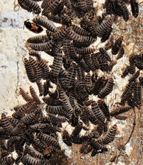 Mycetophagus punctatus