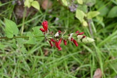 Salvia holwayi