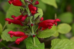 Salvia holwayi