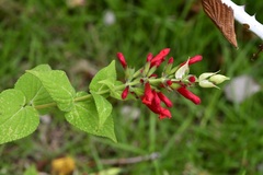 Salvia holwayi