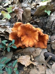Omphalotus subilludens