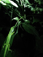 Pseudocalotes tympanistriga