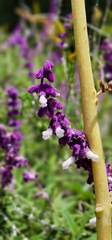 Salvia leucantha