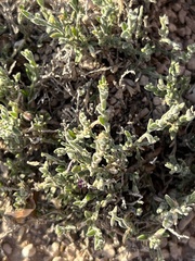 Chamaesaracha sordida