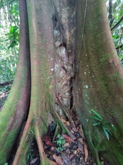 Ficus