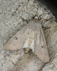 Agrotis vetusta