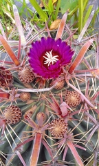 Ferocactus latispinus