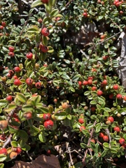 Cotoneaster horizontalis