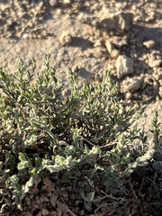 Chamaesaracha sordida