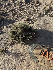 Chamaesaracha sordida